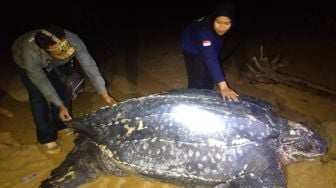 Fenomena Langka! Penyu Terbesar di Dunia Muncul di Pantai Paloh Kalimantan Barat