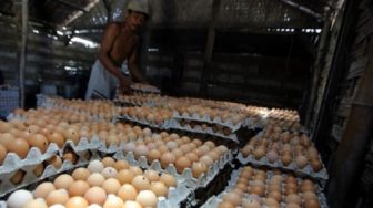 Peternak Blitar Bagikan 100 Ekor Ayam dan 1,5 Ton Telur Gratis