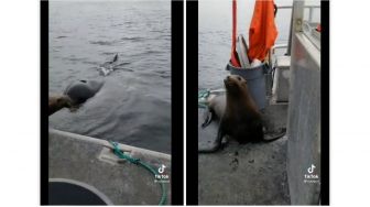 Viral Video Seorang Wanita Usir Singa Laut dari Kapal, Ada Paus Pembunuh Menanti