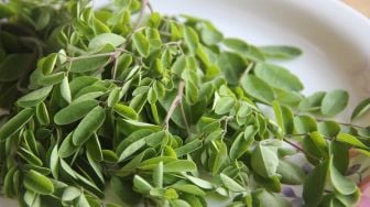 Manfaat Daun Kelor atau Moringa Leaf, Baik untuk Penderita Diabetes hingga Kanker