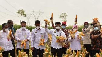 Memperingati Hari Tani Nasional, Kementan Panen Jagung Nusantara