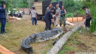 Petugas Hentikan Sementara Evakuasi Belasan Buaya di Tempat Penangkaran, Ini Penyebabnya