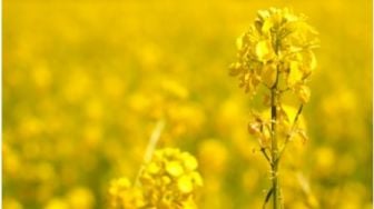 Rahasia Dapur, Manfaat Ajaib Minyak Canola untuk Kesehatan