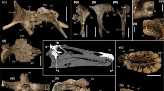 Berusia 125 Juta Tahun, Ilmuwan Temukan 2 Spesies Dinosaurus Baru