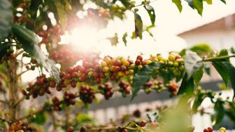 Tingkatkan Produksi Kopi dan Lada di Lampung, Petani Pakai Pola Tanam Tumpang Sari