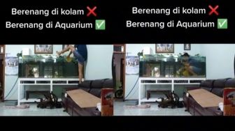 Viral Video Pria Renang di Akuarium Alih-alih Kolam Renang, Publik Syok: Spesies Baru