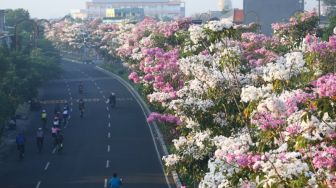 Duh! Cantiknya Tabebuya yang Mulai Bermekaran di Jalanan Protokol Kota Surabaya