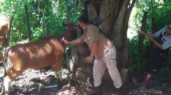 73 Sapi di Mukomuko Mati Akibat Penyakit Jembrana