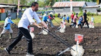 Presiden Jokowi Tanam Jagung di Papua Barat