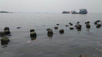 Efek Pencemaran Parasetamol di Teluk Jakarta terhadap Manusia Belum Diketahui