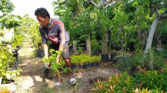 Bonsai Beringin Dolar Trending di Semarang, Asep Bisa Untung Rp 40 Juta Sebulan