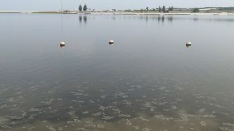 Bahas Pencemaran Paracetamol di Teluk Jakarta, Wagub DKI: Ikan-ikan Tidak Terkontaminasi