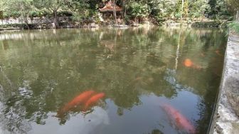 Kisah 3 Ikan Mas Sendang Piwakan Magelang, 'Hilang' Misterius Saat Kemarau