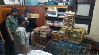 Penjual Satwa Dilindungi Ditangkap, 583 Burung Diamankan