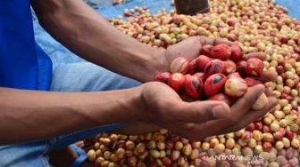 Ribuan Hektare Tanamam Pala di Aceh Selatan Rusak, Ini Penyebabnya