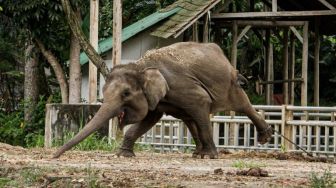 Nestapa Gajah di Pulau Dewata akibat Pandemi Covid-19, Tersisa Kulit dan Tulang
