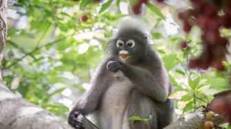 Bagaimana cara hewan melihat dunia?