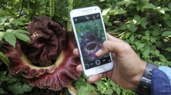 Sejumlah anak memerhatikan bunga Suweg (Amorphophallus Paeoniifolius) yang mekar di halaman rumah warga di Tapos, Depok, Jawa Barat, Sabtu (9/10/2021). [ANTARA FOTO/Asprilla Dwi Adha]