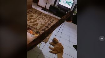 Pas Hamil Dirawat dengan Baik, Begini Aksi Kucing Balas Budi Bantu Momong Anak