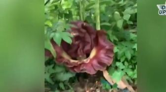 Bunga Bangkai Rafflesia Arnoldii Tumbuh di Pekarangan Rumah Warga Tapos Depok