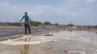 Abrasi Laut dan Rusaknya Lingkungan, Bikin Petambak Garam di Pesisir Cirebon Menjerit