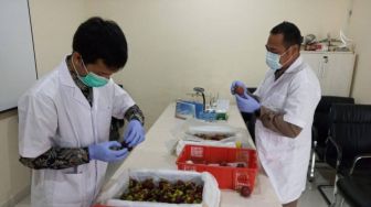 Penerbangan Internasional Dibuka, Bali Kirim 8 Ton Manggis ke China