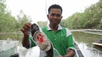 Permintaan Kepiting Soka Turun Karena Covid-19, Ini Cara Kampung Nelayan Berdasi Bertahan