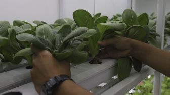 Petugas Suku Dinas Ketahanan Pangan, Kelautan, dan Pertanian (KPKP) Jakarta Selatan merawat tanaman yang ditanam menggunakan teknik hidroponik di dalam container farming dan agro electrifying di Agro Edukasi Wisata Ragunan, Pasar Minggu, Jakarta, Selasa (12/10/2021). [Suara.com/Angga Budhiyanto]