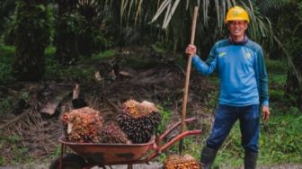 Dampak Naiknya Harga Sawit Terhadap Minyak Goreng