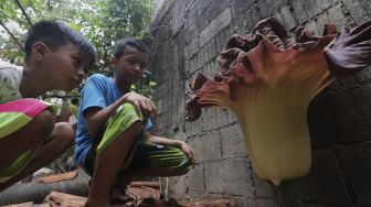 Dua anak melihat tanaman yang diduga bunga bangkai yang mekar di pekarangan rumah warga di Jalan Bunga Rampai RT 011 RW 003, Cipete Selatan, Cilandak, Jakarta, Selasa (12/10/2021). [Suara.com/Angga Budhiyanto]