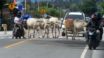 Sapi ternak berkeliaran di Jalur Trans Sulawesi, Palu, Sulawesi Tengah, Selasa (12/10/2021).  ANTARA FOTO/Mohamad Hamzah
