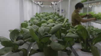 Tanaman pokcoy yang ditanam menggunakan teknik hidroponik di dalam container farming dan agro electrifying di Agro Edukasi Wisata Ragunan, Pasar Minggu, Jakarta, Selasa (12/10/2021). [Suara.com/Angga Budhiyanto]