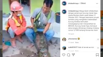 Viral Video Penemuan Burung Merak Hijau di Area Pembangunan Bandara Kediri