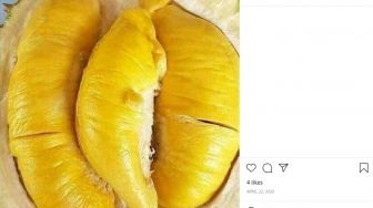 Begini Penampakan Durian Tembaga Sumsel: Legit, Manis tapi Ada Sedikit Pahitnya