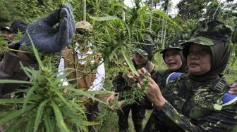 Petugas Badan Narkotika Nasional (BNN) mengamati daun ganja untuk mengetahui usia tanaman ganja saat penggerebekan ladang ganja di Dusun Cot Lawatu, Sawang, Kabupaten Aceh Utara, Aceh, Rabu (13/10/2021). [ANTARA FOTO/Rahmad]