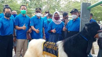 Tingkatkan Kualitas Bibit Ternak, Pemkab Kulon Progo Gelar Kontes Kambing PE dan Sapi PO
