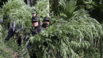 Petugas Badan Narkotika Nasional (BNN) mengangkut batang ganja saat penggerebekan ladang ganja di Dusun Cot Lawatu, Sawang, Kabupaten Aceh Utara, Aceh, Rabu (13/10/2021). [ANTARA FOTO/Rahmad]