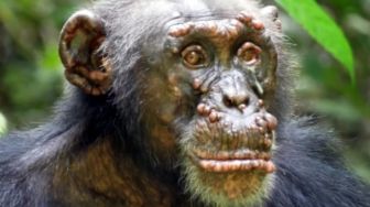 Pertama Kali, Kusta Kera Ditemukan pada Simpanse Liar