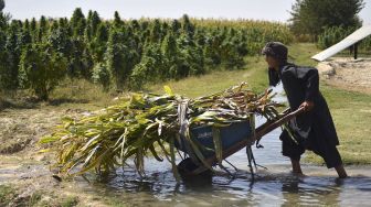 Seorang petani bekerja di perkebunan ganja di distrik Panjwai, Kandahar, Afghanistan, pada (13/10/2021). [JAVED TANVEER / AFP]