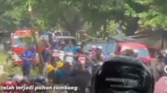 Ada Pohon Besar Tumbang di Jalan Telagasari Karawang, Listrik Padam, Jalan Macet Panjang