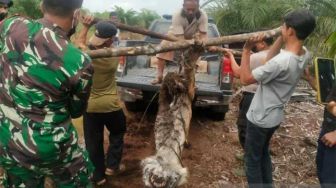 Harimau Mati Terjerat Kawat Seling di Bengkalis Dievakuasi ke Pekanbaru