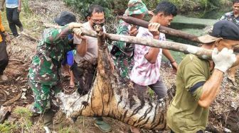 Memilukan! Harimau Ditemukan Mati Kena Jerat di Bengkalis