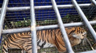 Tewaskan Dua Warga, Harimau Sumatera Ini Ditangkap