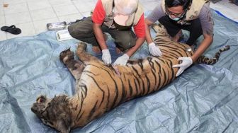 Harimau Betina Mati Terlilit Kawat di Ladang Warga Bengkalis