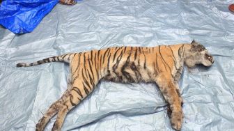 Harimau mati yang terjerat kawat seling di Bengkalis saat berada di BBKSDA Riau. [Ist/Dok Riffa Raffa]