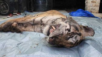Harimau mati yang terjerat kawat seling di Bengkalis saat berada di BBKSDA Riau. [Ist/Dok Riffa Raffa]