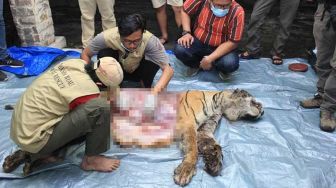 Tim dokter BBKSDA Riau sedang melakukan pemeriksaan untuk memastikan penyebab kematian harimau sumatera yang ditemukan mati di Bengkalis. [Ist/Dok Riffa Raffa]