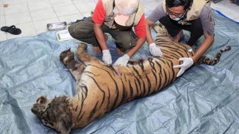 Tim dokter BBKSDA Riau sedang melakukan pemeriksaan untuk memastikan penyebab kematian harimau sumatera yang ditemukan mati di Bengkalis. [Ist/Dok Riffa Raffa]