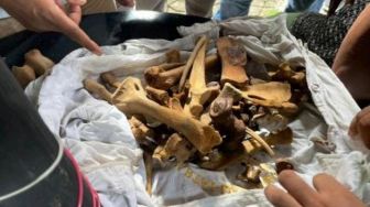 BKSDA Sumbar Ungkap Penjualan Tulang Harimau Sumatera di Pasaman Barat, 2 Pelaku Diciduk