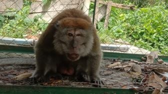 Viral Ribuan Monyet Masuk ke Pemukiman Warga di Sumedang, 6 Desa Dijarah